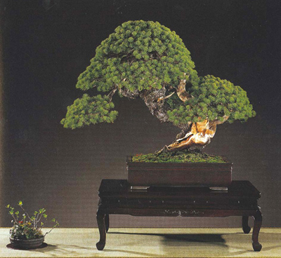 Kokufu Prize Md~́@Important@Bonsai Masterpiece
ڂE~Ԃ@aہ@ܗt@uev@Pinus parviflora 
75cm 叺n